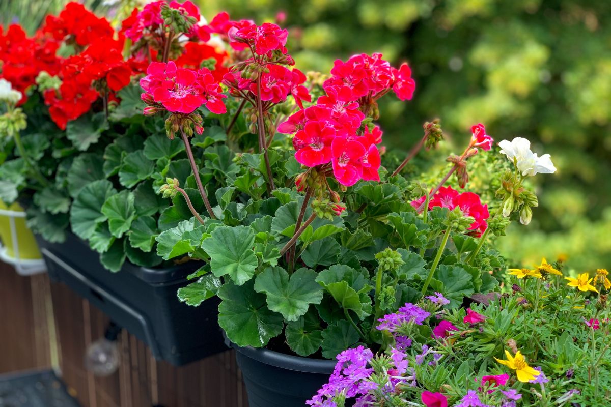 Nawóz do pelargonii z czosnku