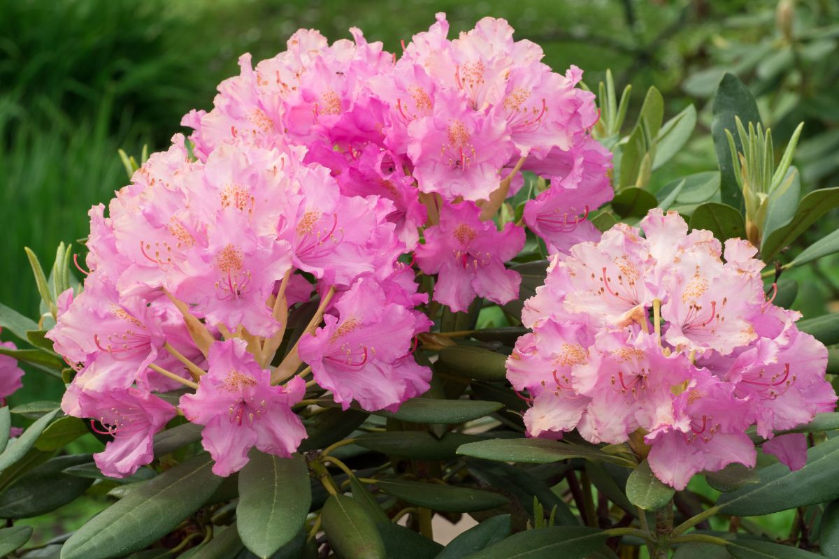 fusy z kawy do rododendronu