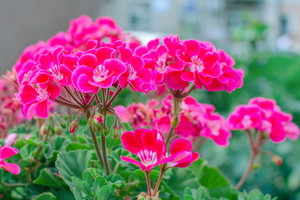 Oprysk do pelargonii na mszyce