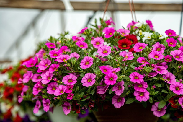 Calibrachoa