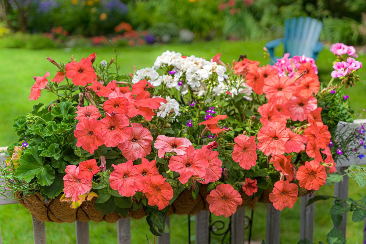 nawóz do pelargonii z wody po gotowaniu warzyw