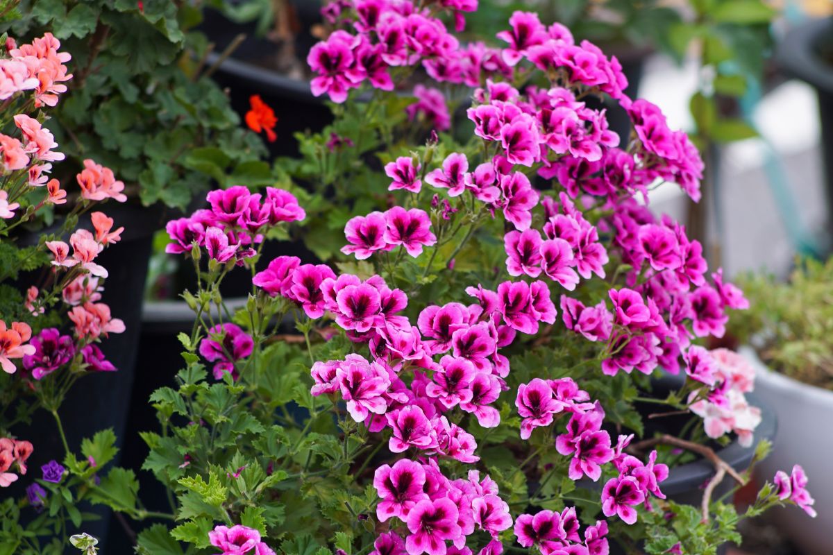 Nawóz do pelargonii z marchewki