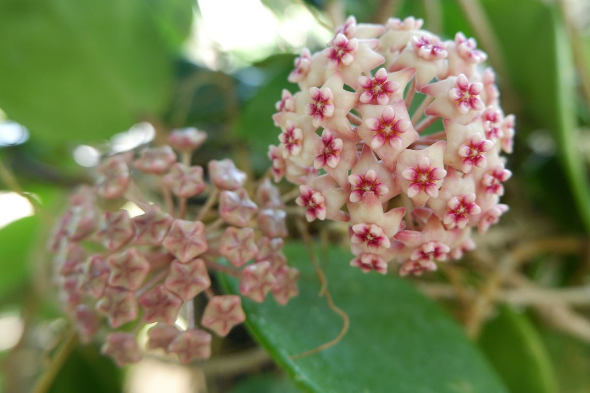hoya porcelanowy kwiat