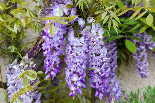 rośliny, które nie lubią ubogiej gleby wisteria