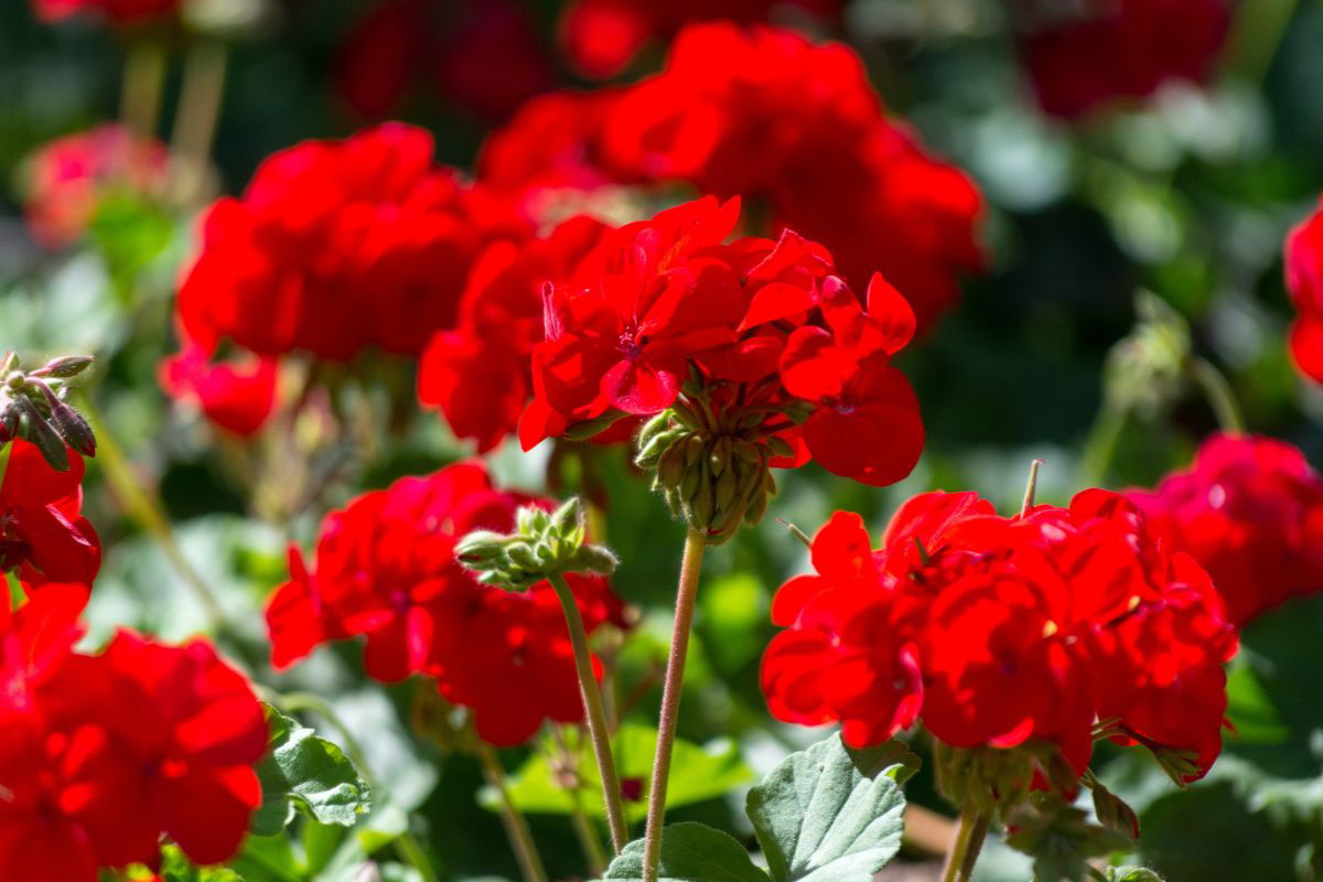 Nawóz do pelargonii z ryżu