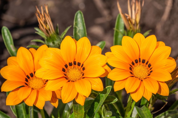 kwiaty do donicy bez podlewania gazania