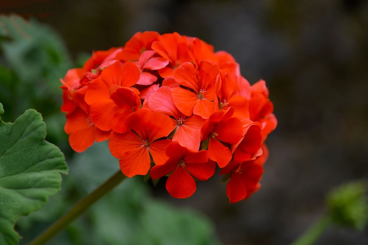 Nawóz do pelargonii z wodą i cukrem