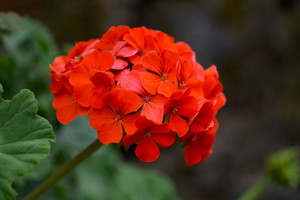Nawóz do pelargonii z wodą i cukrem