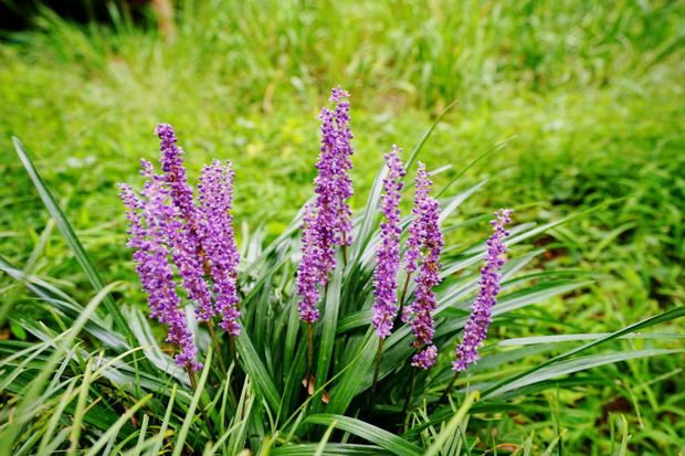 Liriope szafirkowata uprawa