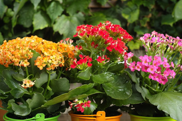 kwiaty do donicy bez podlewania kalanchoe