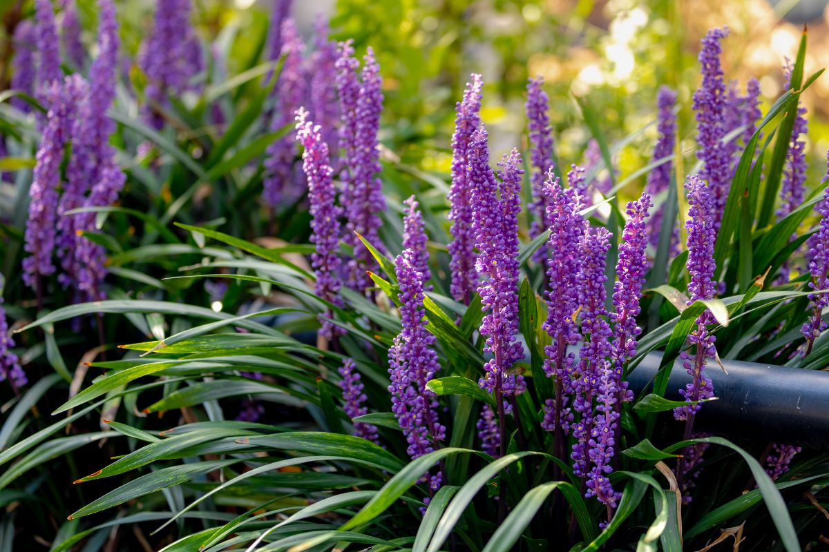 Liriope szafirkowata
