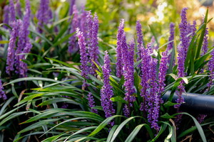 Liriope szafirkowata