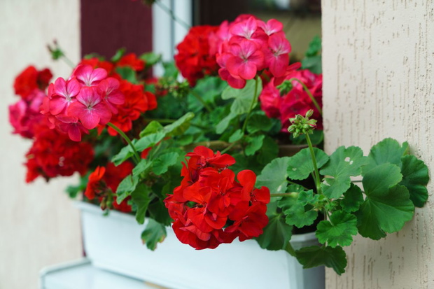 Nawożenie pelargonii wodą z ryżu