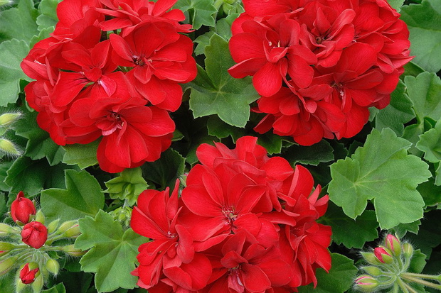 Nawóz do pelargonii z marchewki jak zrobić