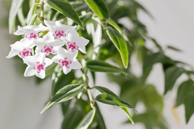 hoya kwiat