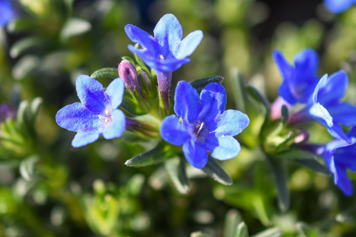 Lithodora pokrywa ogród kobiercem kwiatów