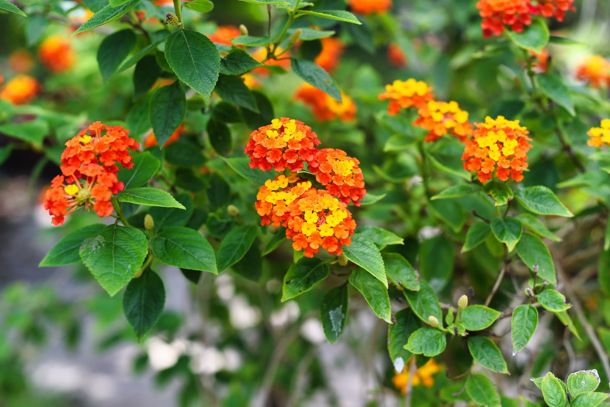 Lantana camara