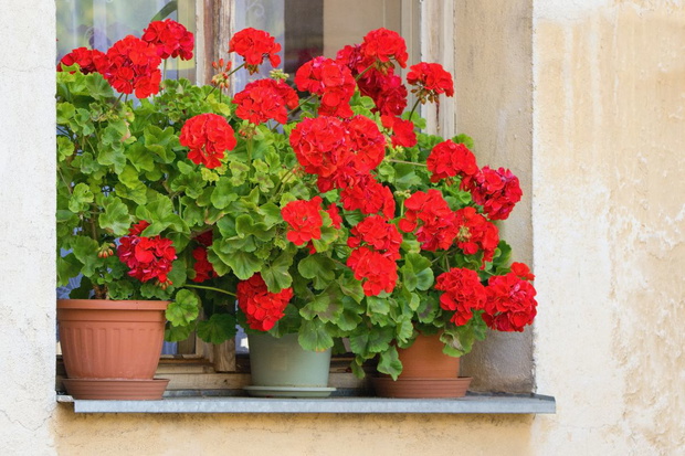 nawożenie pelargonii wodą z groszkiem