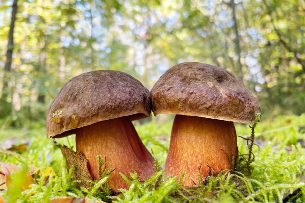Borowik ceglastopory