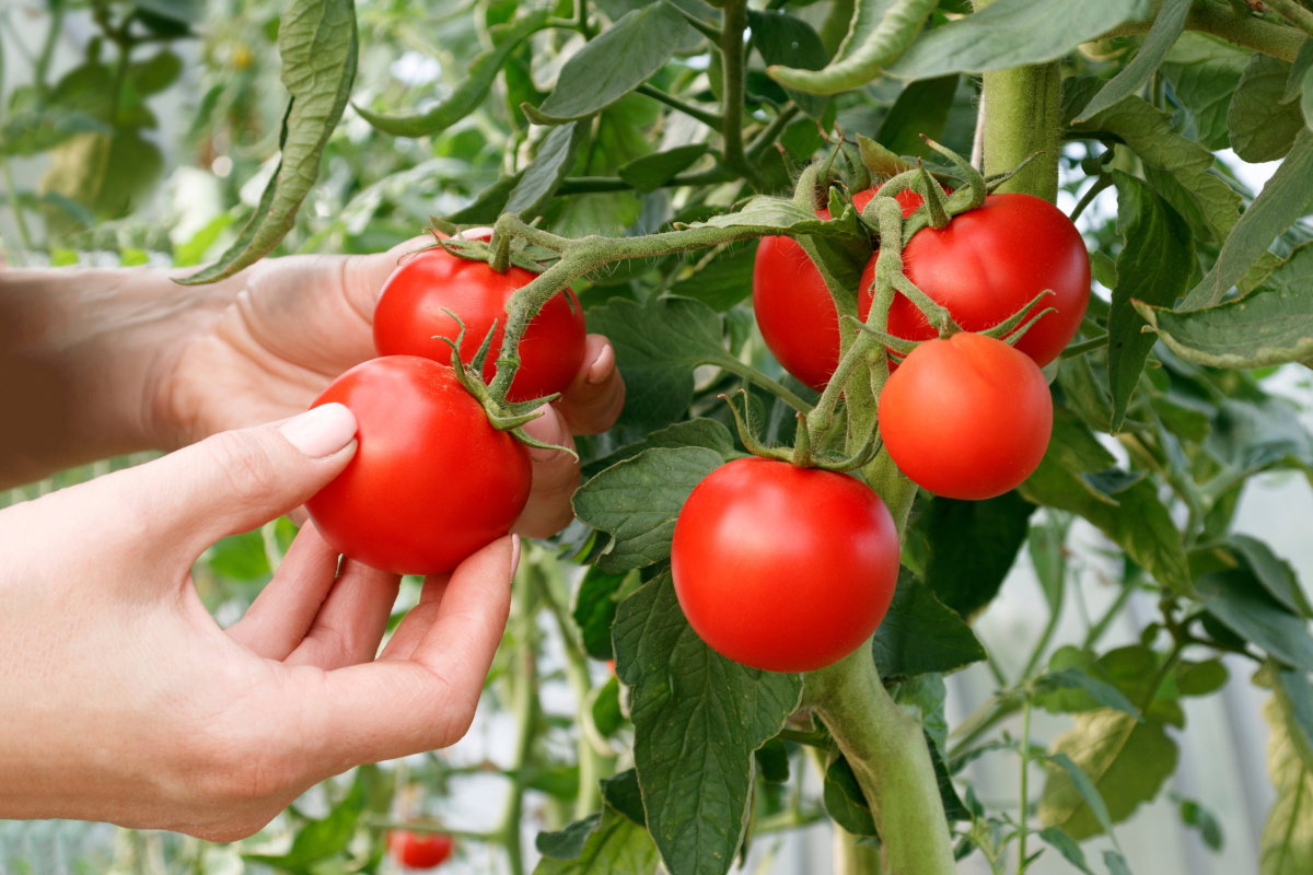 Nawóz do pomidorów z pokrzywy