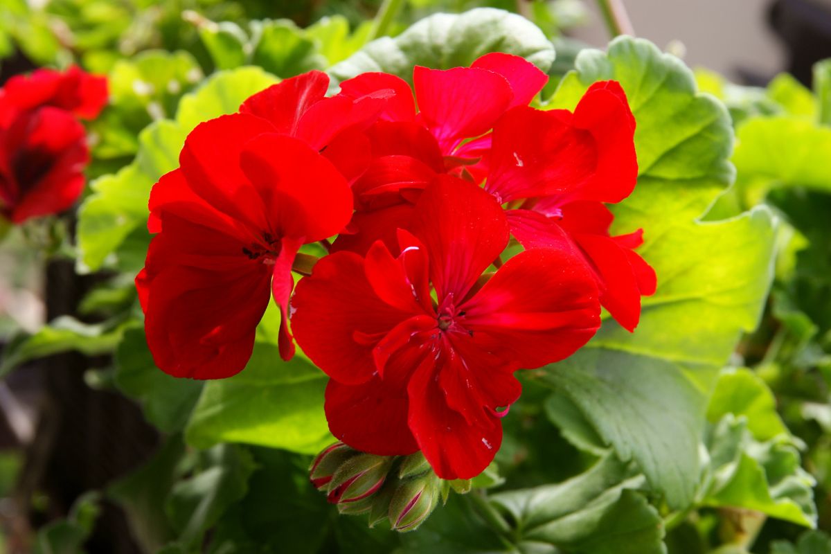nawóz do pelargonii z groszku