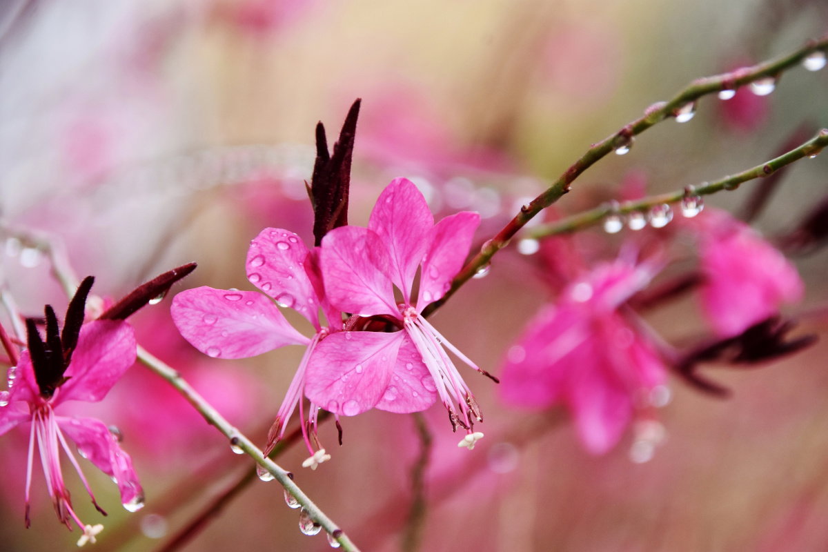 Gaura Baby Butterfly Dark Pink