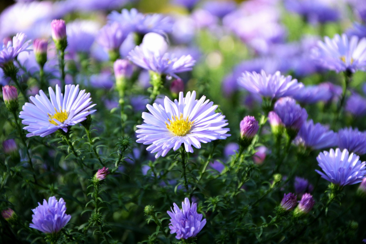 Aster nowoangielski Purple Dome