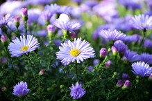 Aster nowoangielski Purple Dome