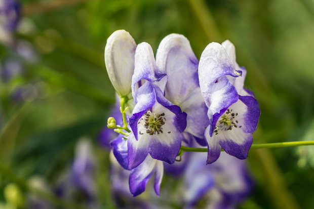 Gdzie sadzić tojad mocny