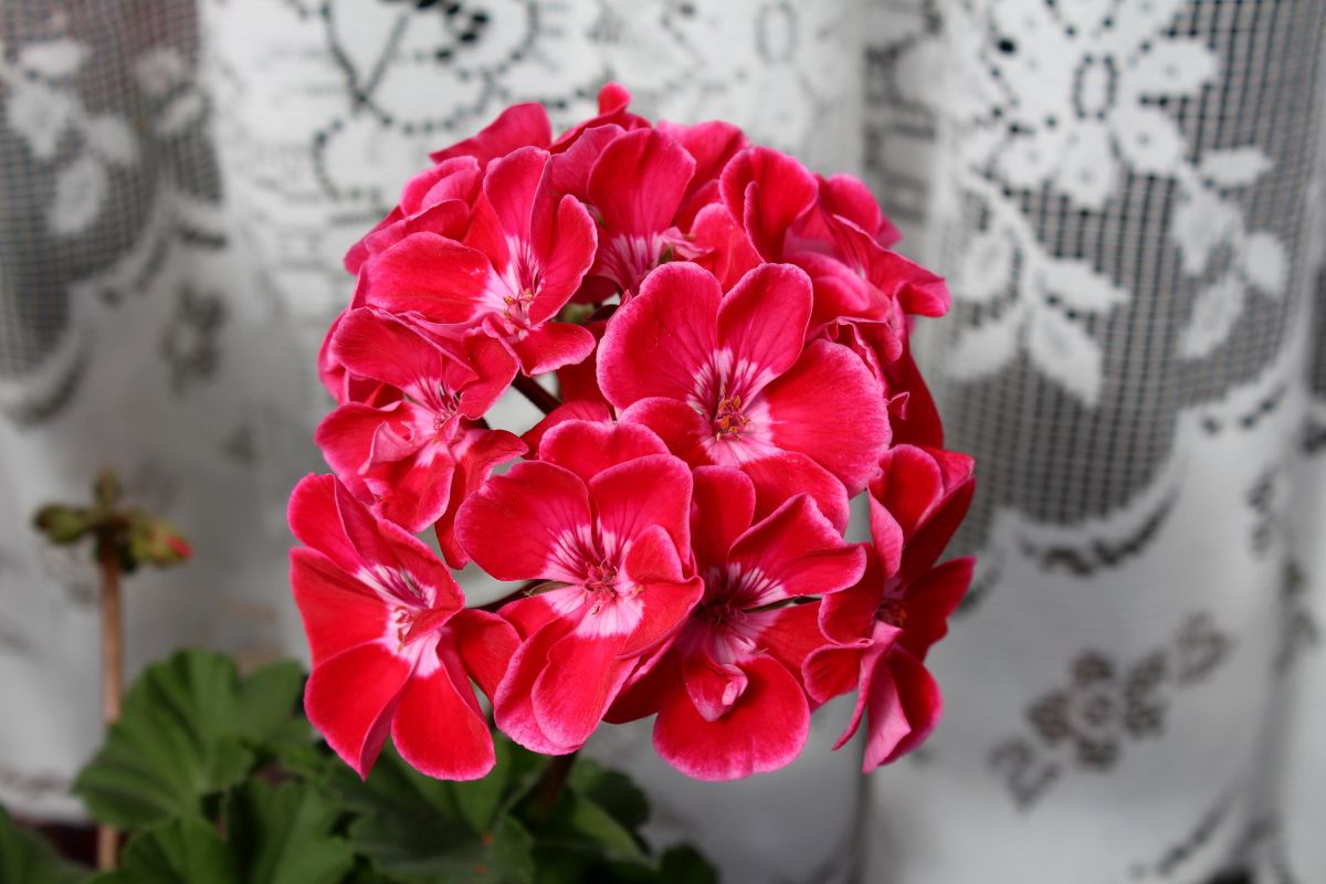 Nawóz do pelargonii z drożdży, fusów kawy i cukru