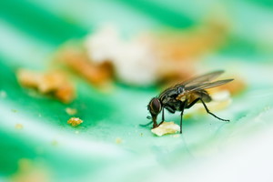 Pułapka na muchy z octu i płynu do mycia naczyń