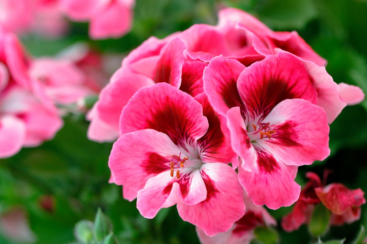 Nawóz do pelargonii ze skórek banana i otrębów pszennych