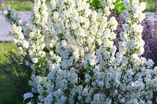 jaśminowiec krzew