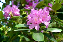 Nawóz do rododendronów ze skrzypu polnego