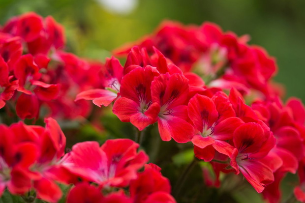 Nawóz do pelargonii ze skorupek jaj i obierek ziemniaków jak zrobić