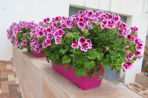 jak stosować nawóz ze skórek banana i otrębów do pelargonii
