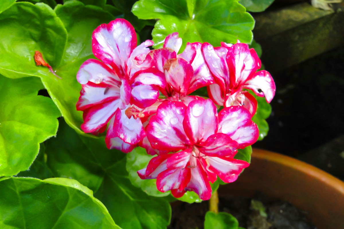Nawóz do pelargonii z obierek włoszczyzny