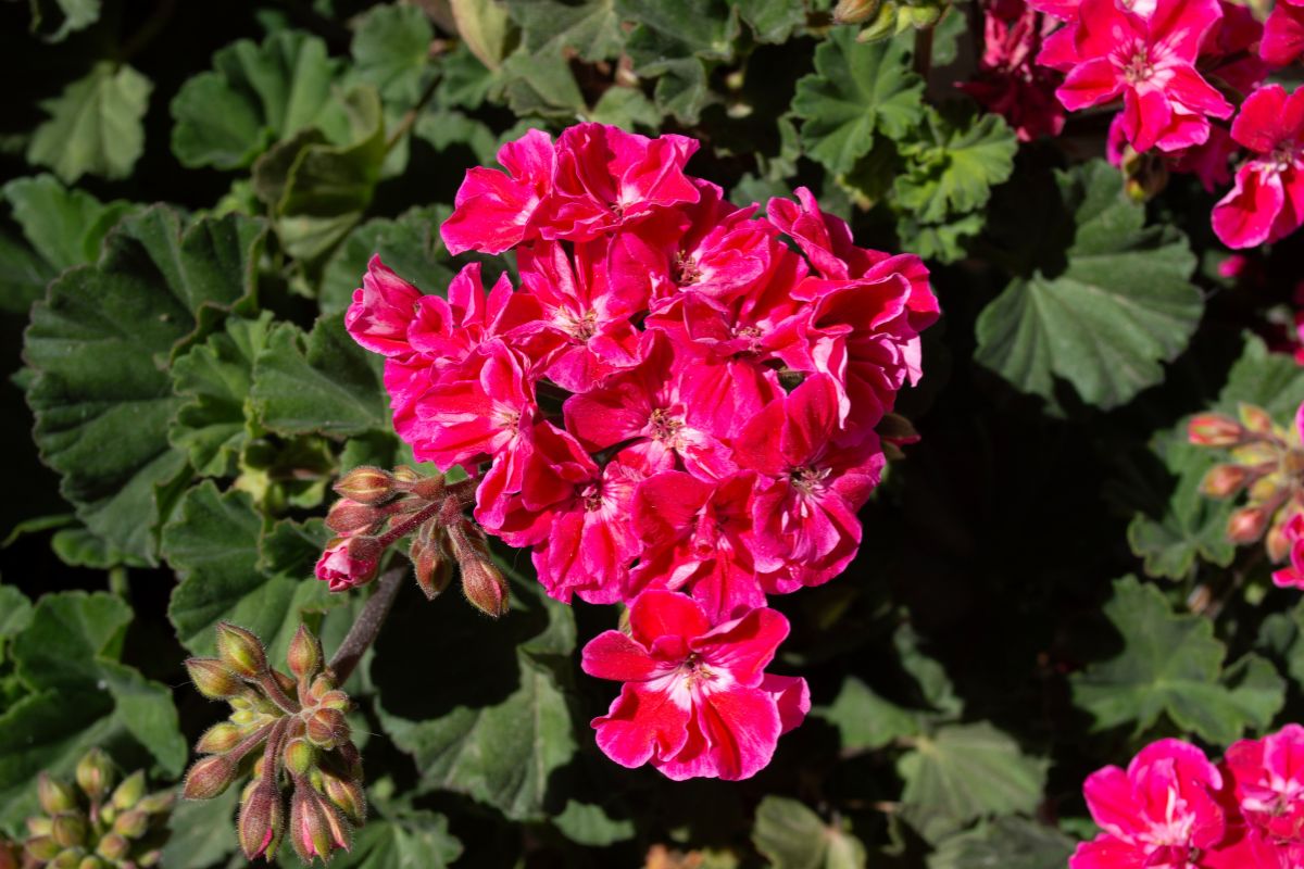 Nawóz do pelargonii ze skorupek jaj i obierek ziemniaków