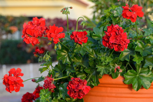 Nawożenie pelargonii naparem z liści laurowych