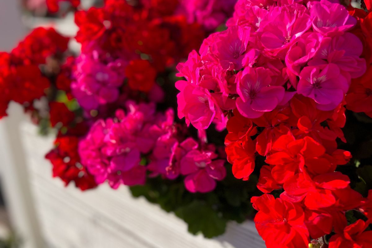 Nawóz do pelargonii z liści laurowych