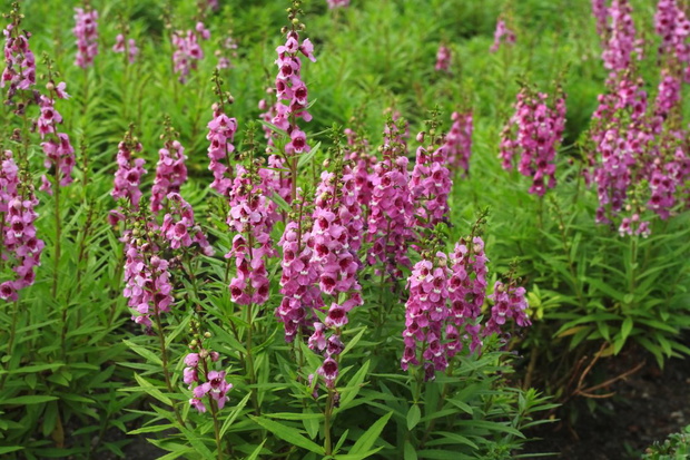 angelonia w ogrodzie