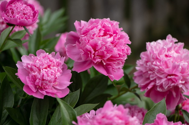 Nawożenie piwonii skórkami z bananów