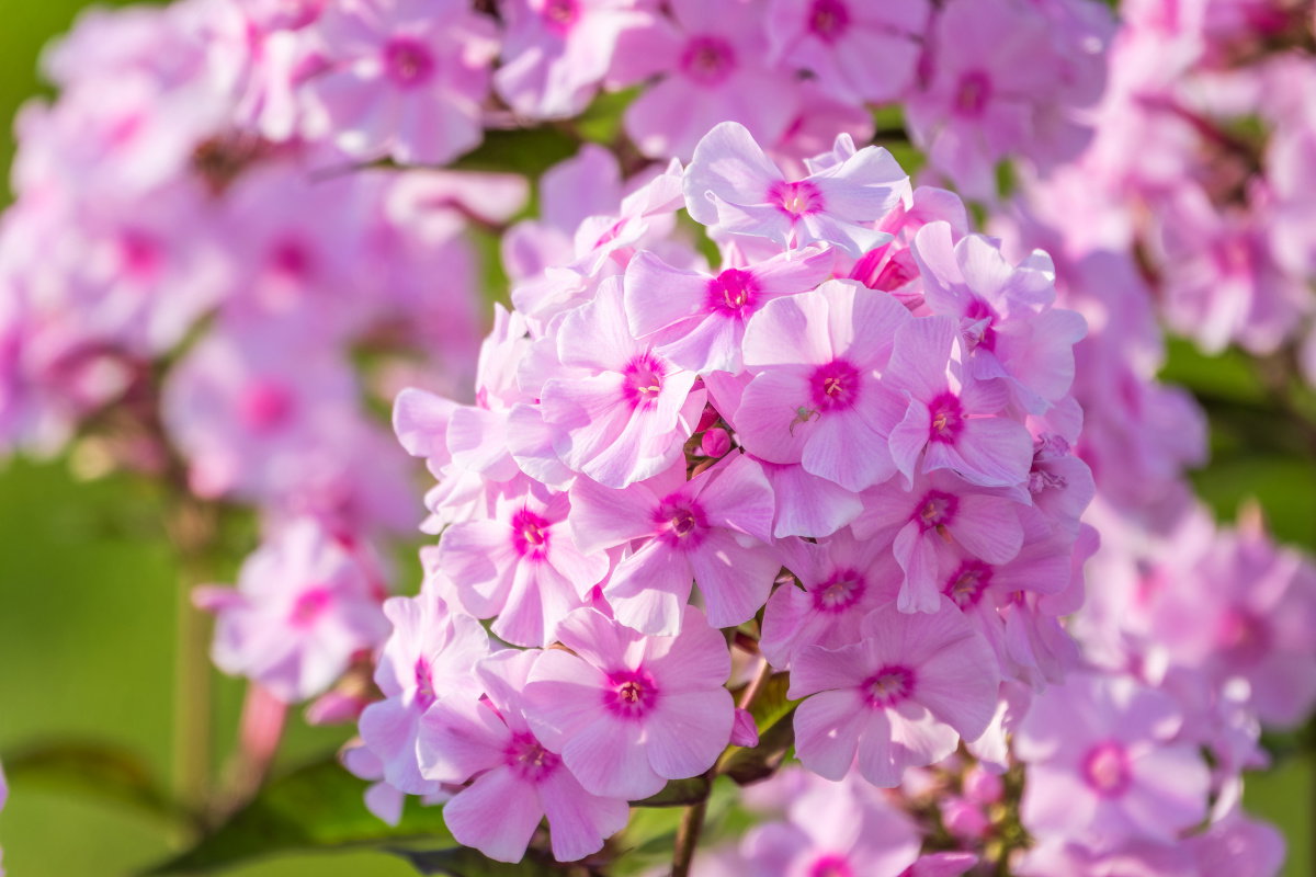 Płomyk wiechowaty odstrasza ślimaki
