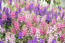 angelonia