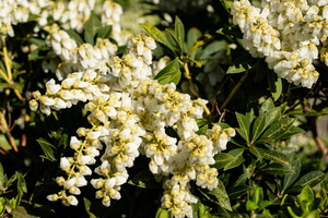 Pieris japoński