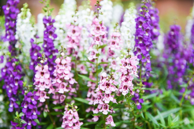 angelonia jak wygląda