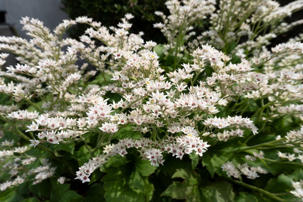 Mukdenia rossii