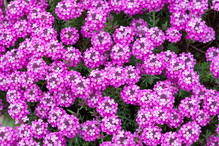 Skrzydlinka Warley Rose