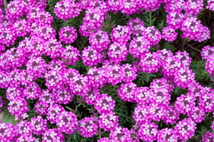 Skrzydlinka Warley Rose