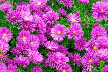 aster nowobelgijski
